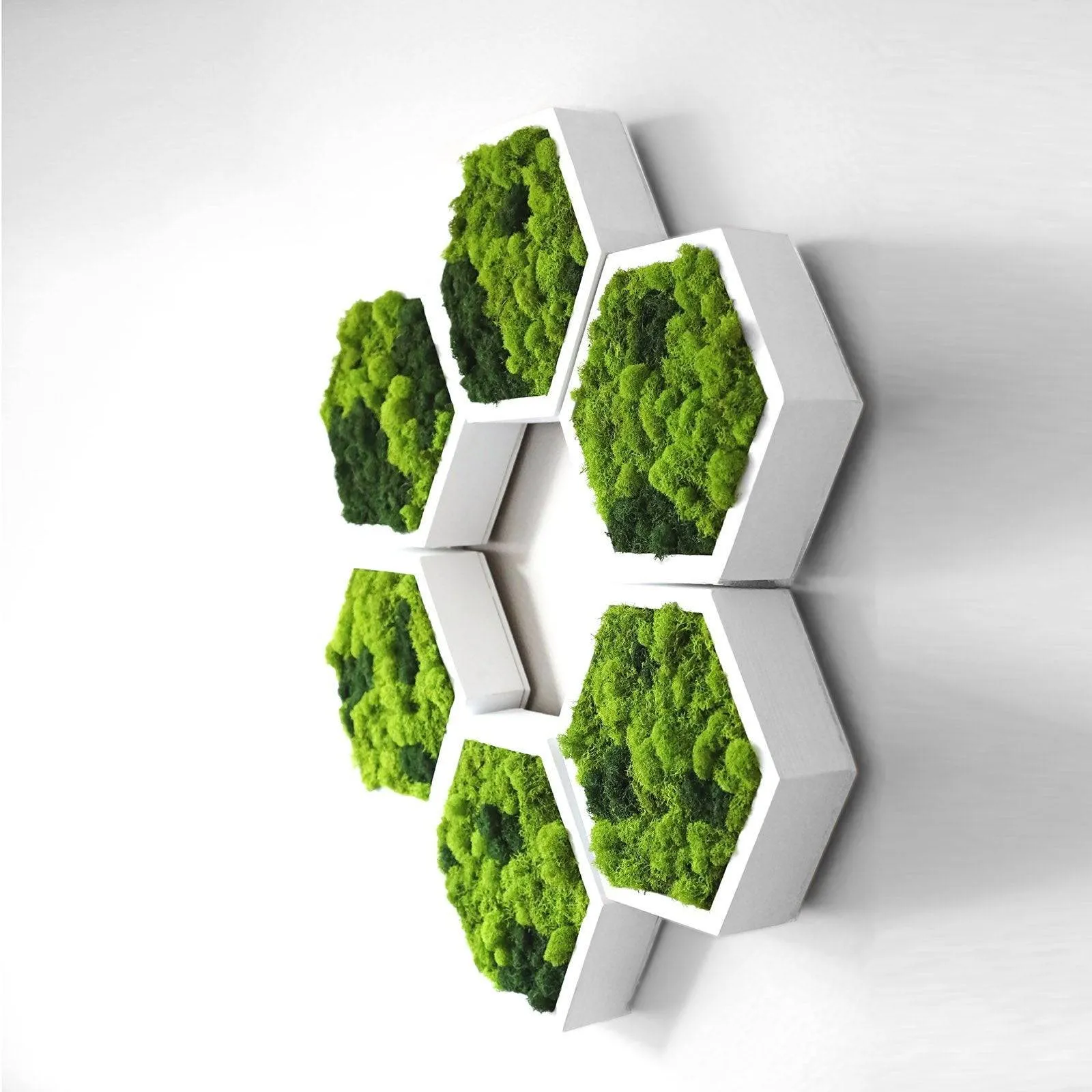 Framed Hexagon Moss Wall Art