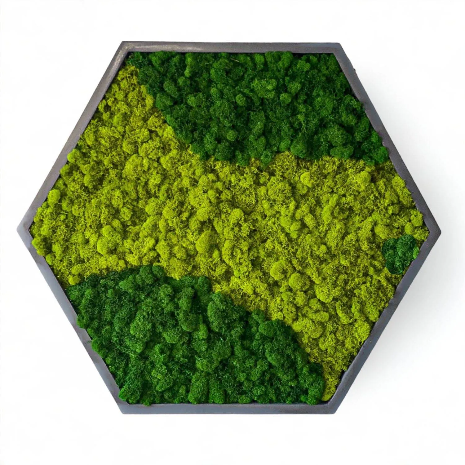 Framed Hexagon Moss Wall Art