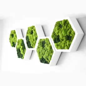 Framed Hexagon Moss Wall Art