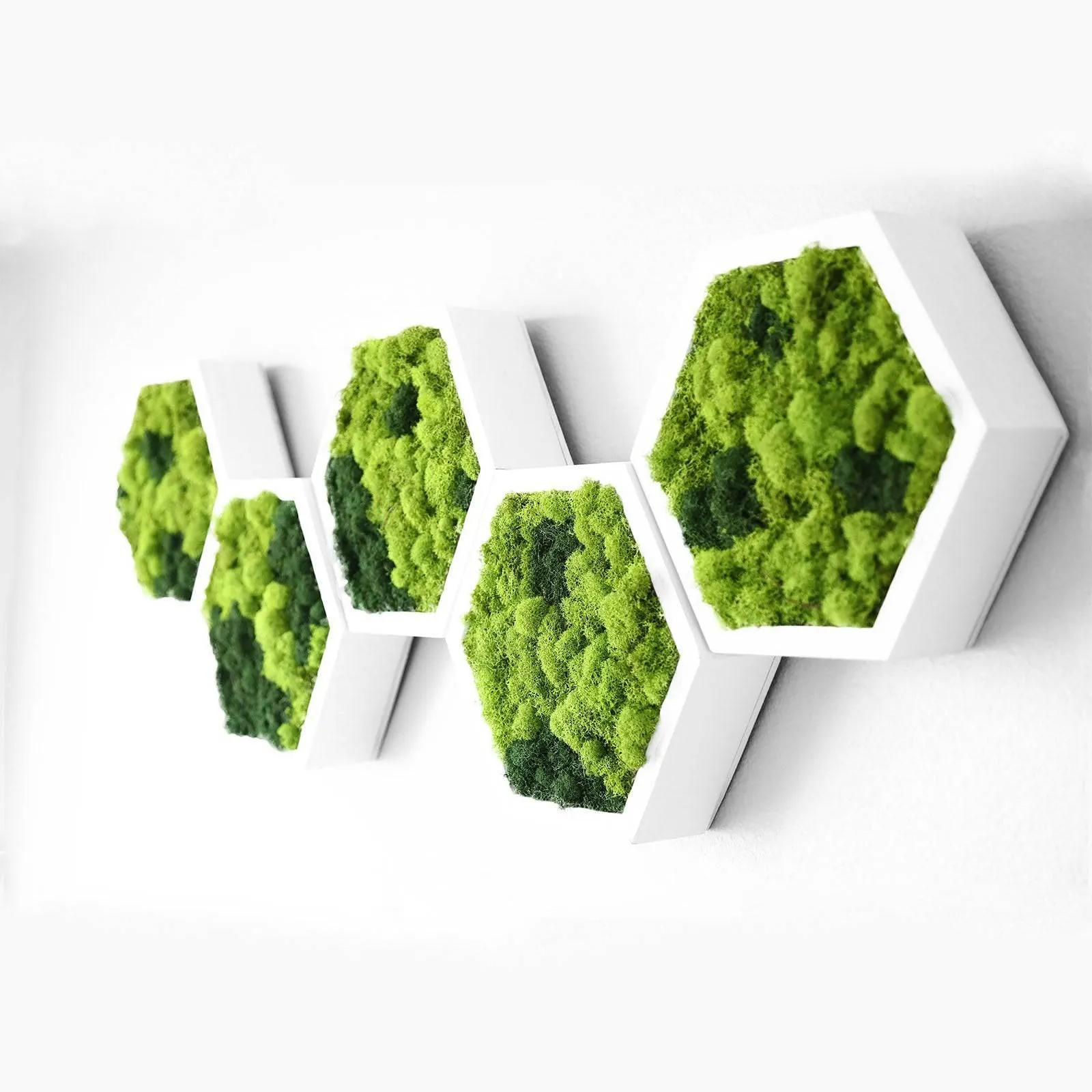 Framed Hexagon Moss Wall Art