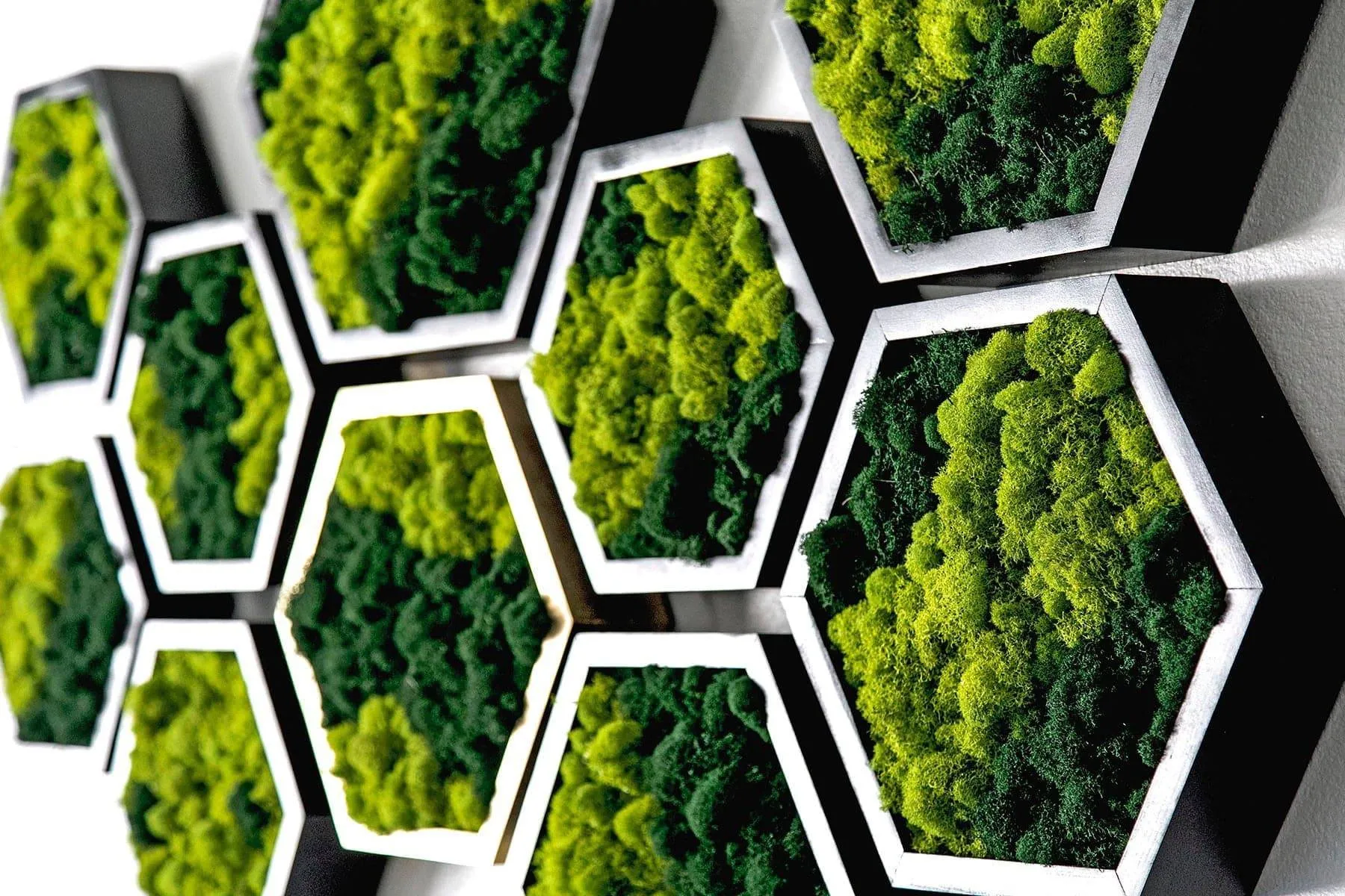 Framed Hexagon Moss Wall Art