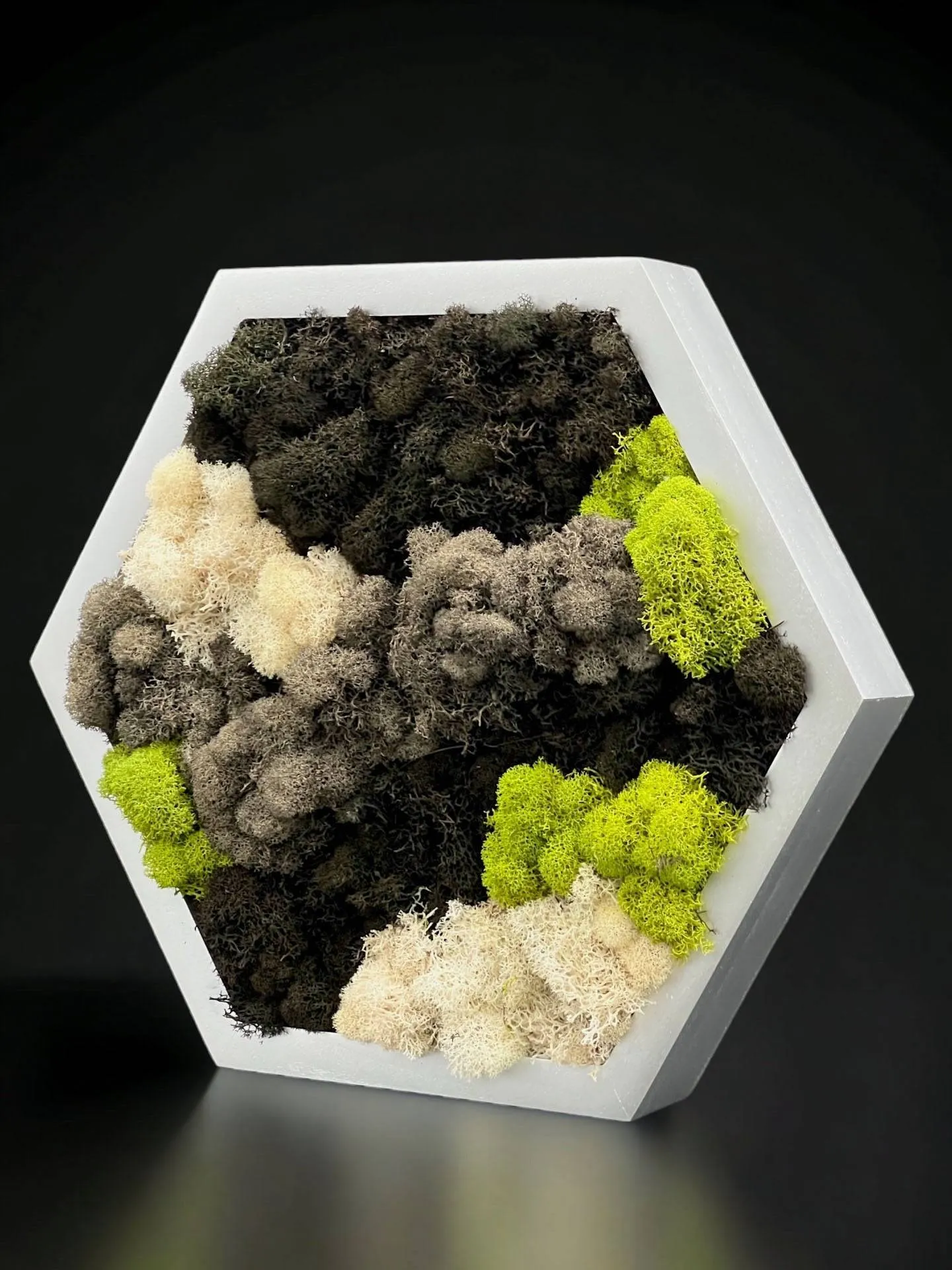 Framed Hexagon Moss Wall Art