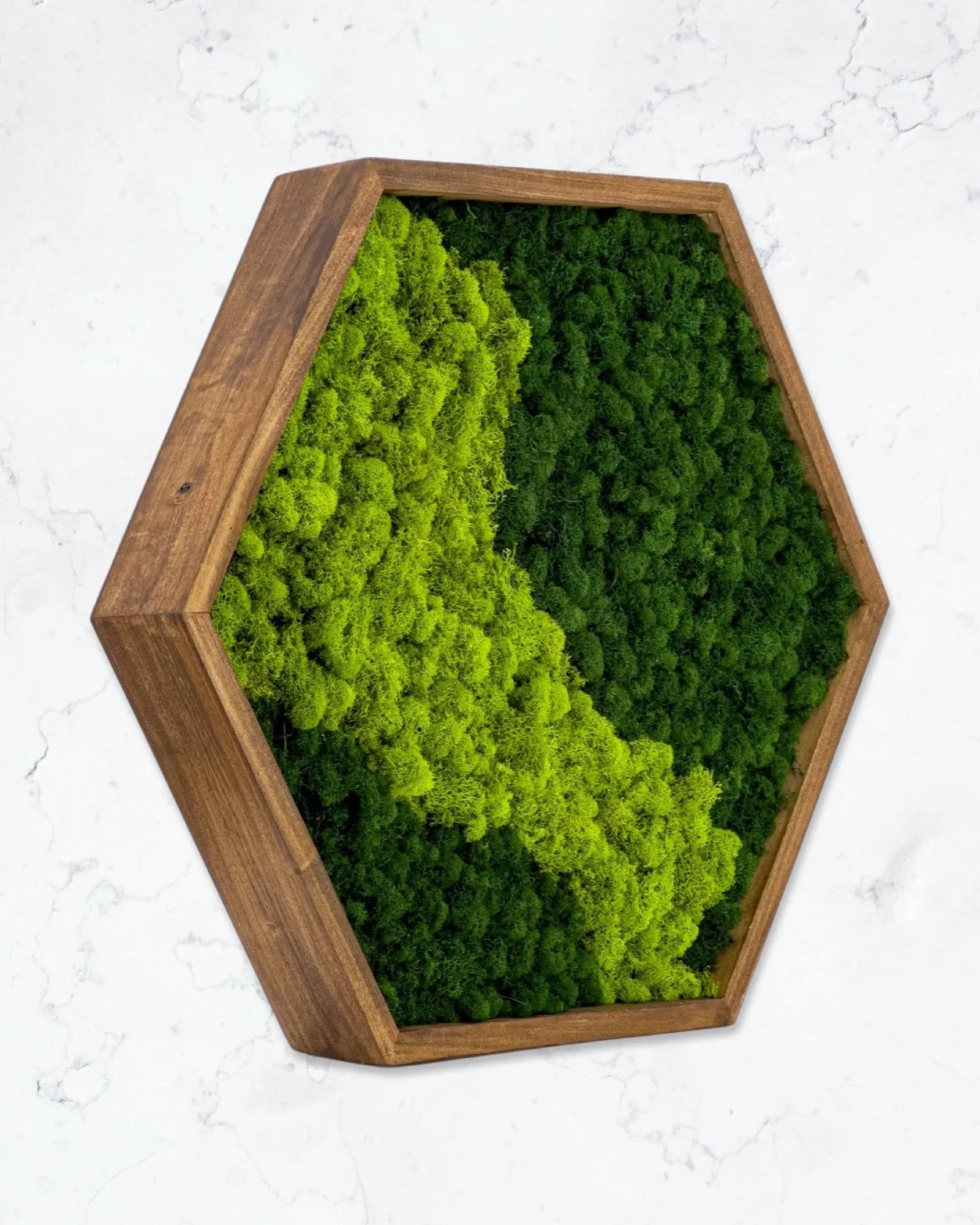 Framed Hexagon Moss Wall Art