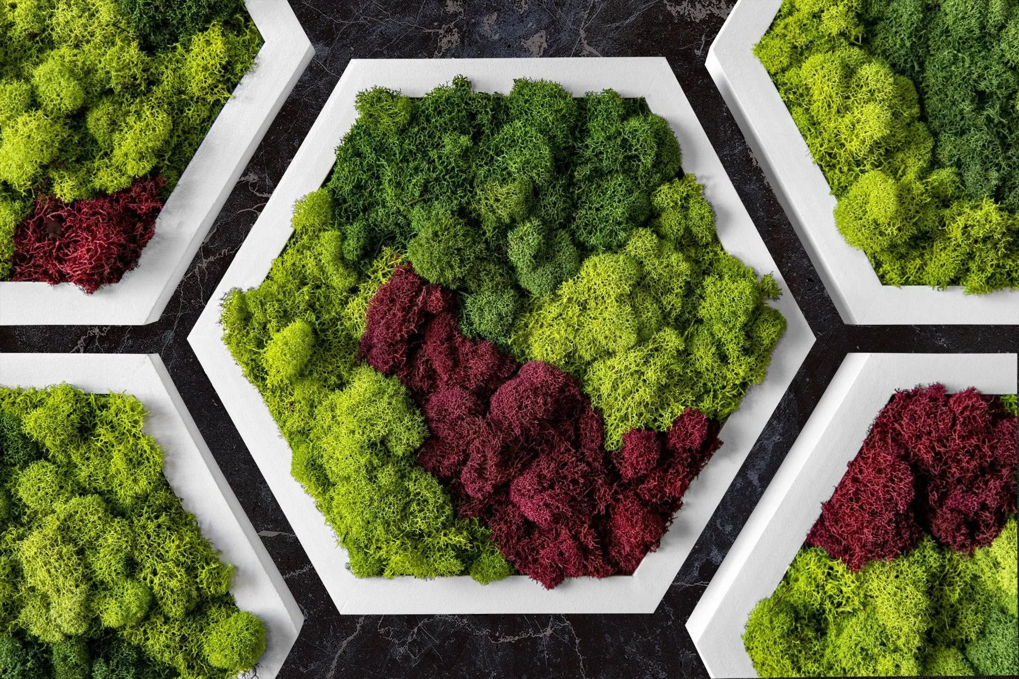 Framed Hexagon Moss Wall Art