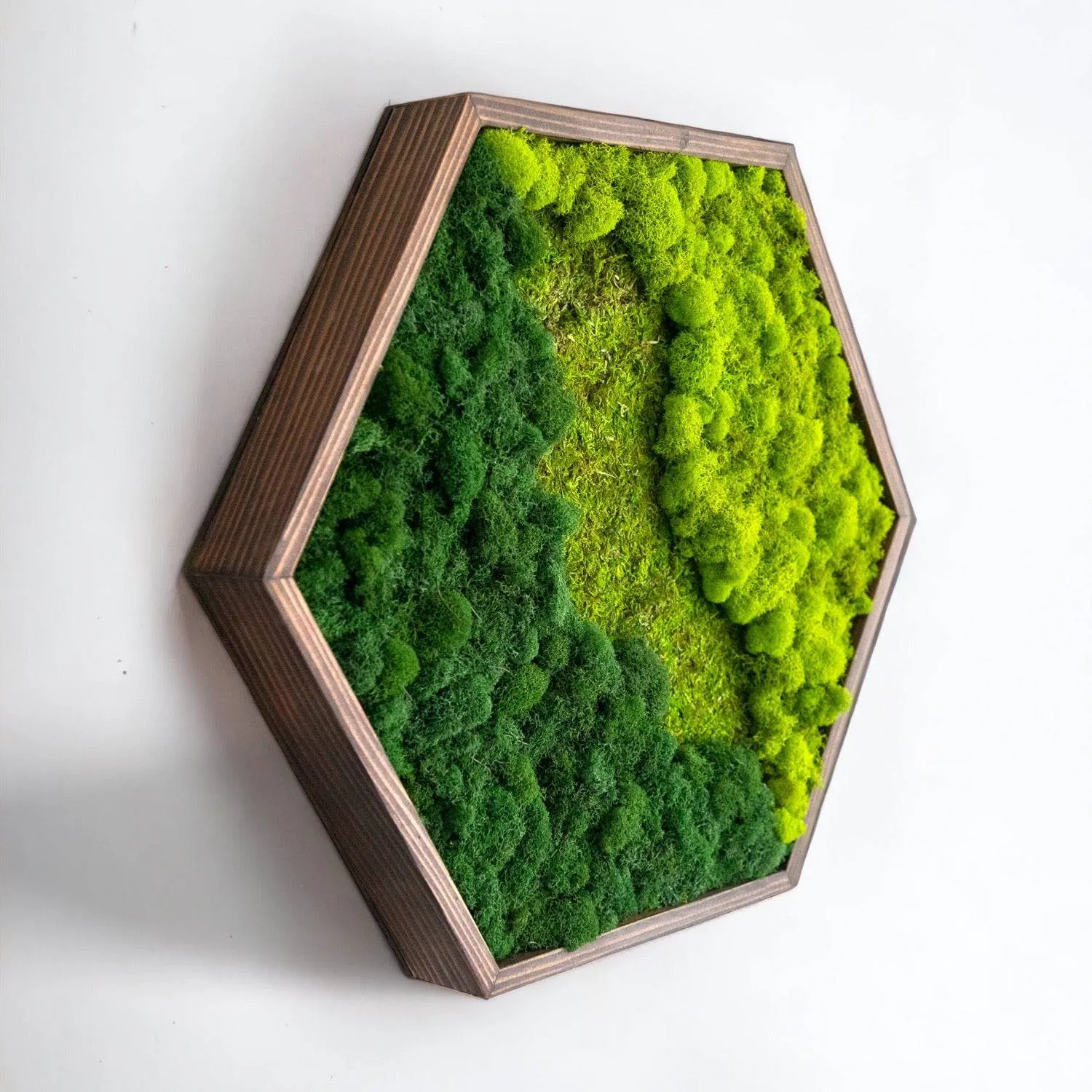 Framed Hexagon Moss Wall Art