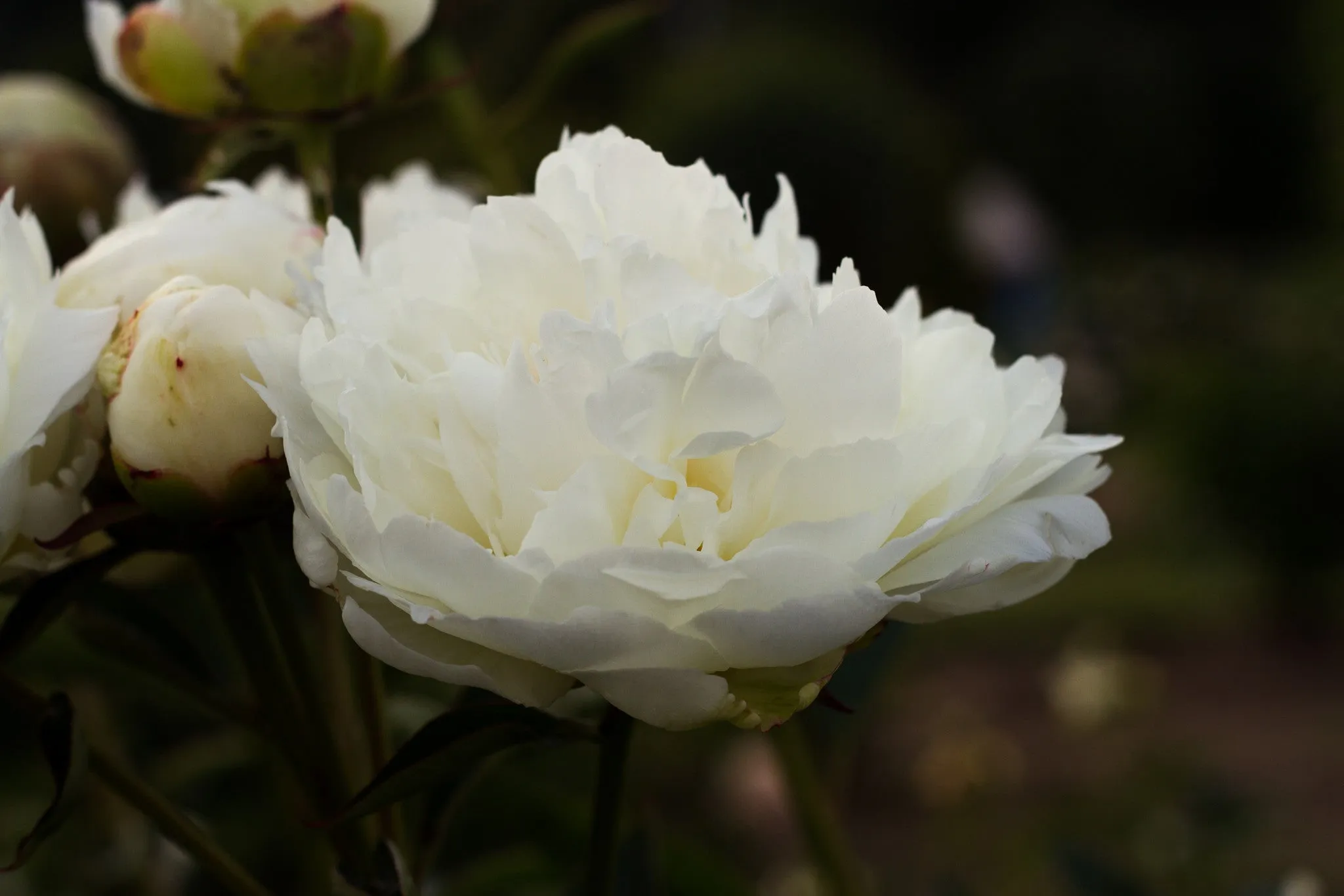 Fringed Ivory