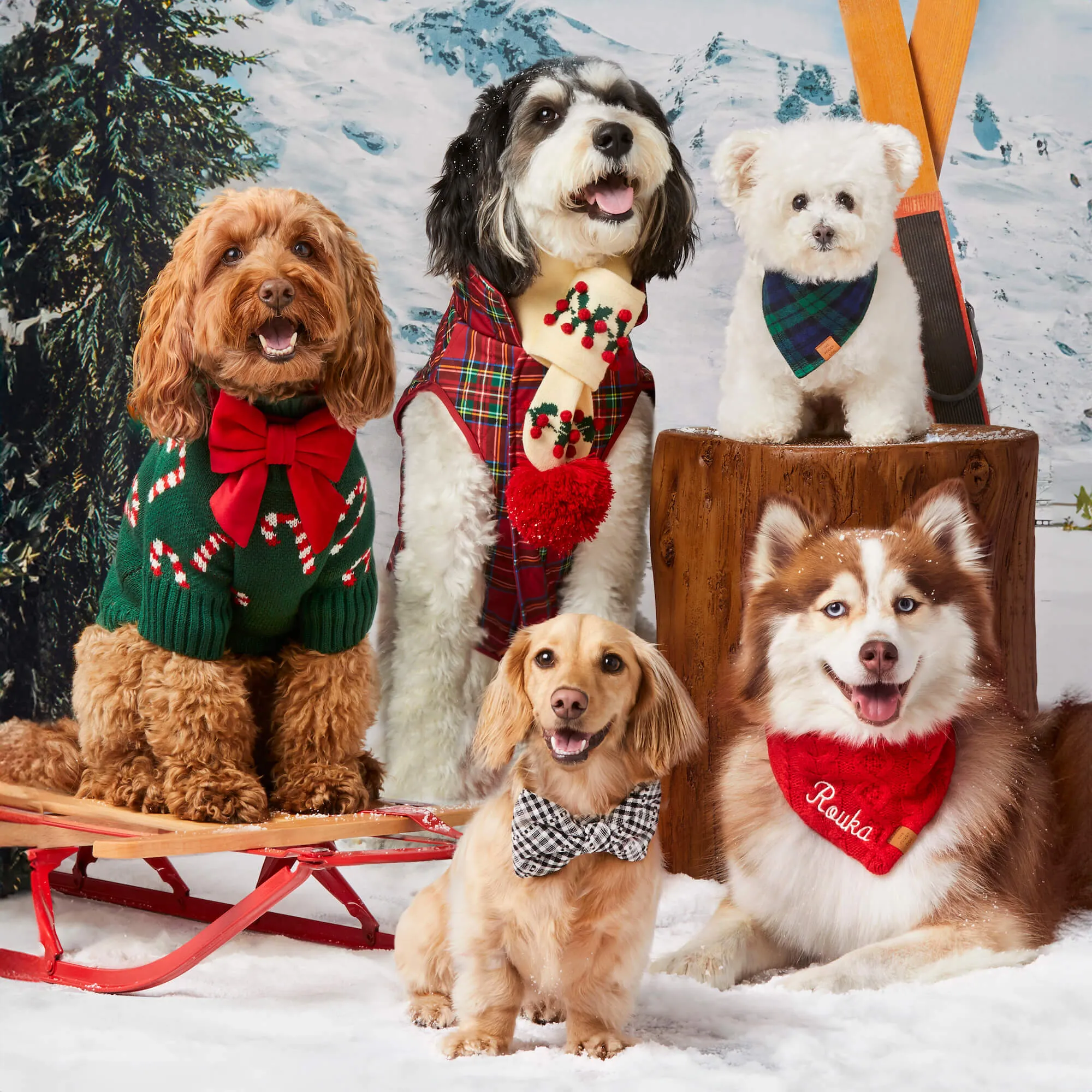 Holly Bobble Knit Dog Scarf